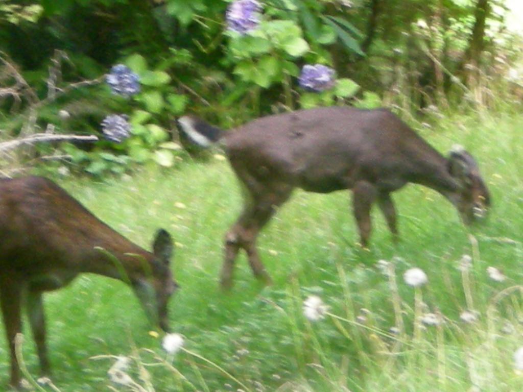 Bed and Breakfast Davis Brook Retreat Sechelt Exterior foto